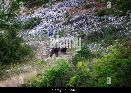 Orso marsicano, specie protetta tipica dell'Italia centrale. Un orso femminile si muove tra la vegetazione nel suo habitat naturale, nella regione abruzzese di Foto Stock