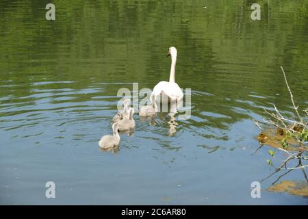 Cigni con i loro cigneti sul lago Stover, Newton Abbot, Devon, Regno Unito Foto Stock