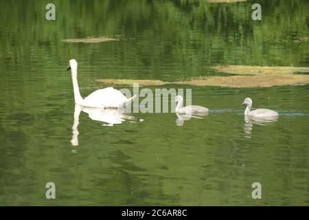 Cigni con i loro cigneti sul lago Stover, Newton Abbot, Devon, Regno Unito Foto Stock