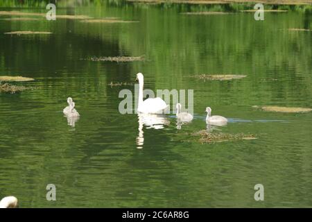 Cigni con i loro cigneti sul lago Stover, Newton Abbot, Devon, Regno Unito Foto Stock