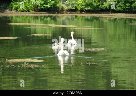 Cigni con i loro cigneti sul lago Stover, Newton Abbot, Devon, Regno Unito Foto Stock