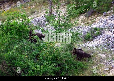Orso marsicano, specie protetta tipica dell'Italia centrale. Una madre dell'orso con i suoi cuccioli che arrampicano un'alimentazione dell'albero di ciliegio sul loro habitat naturale nella A. Foto Stock