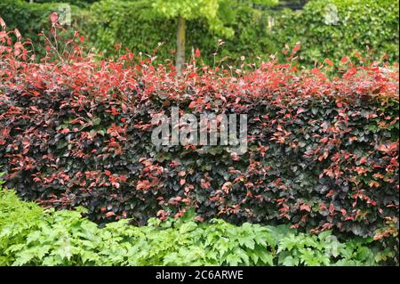 Blut-Buche Fagus sylvatica Atropunicea Foto Stock