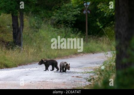 I cuccioli di orso marsicani, specie protetta tipica dell'Italia centrale. Animali selvatici nel loro habitat naturale, in Abruzzo. Foto Stock