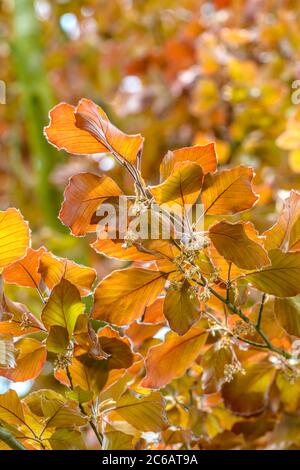 Blut-Buche Fagus sylvatica Atropunicea Foto Stock