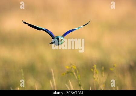 Colorato rullo europeo che sorvola il campo in estate. Foto Stock