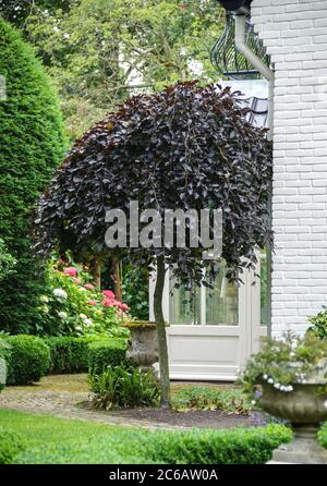 Haenge-Blut-Buche Fagus sylvatica Purpurea Pendula Foto Stock