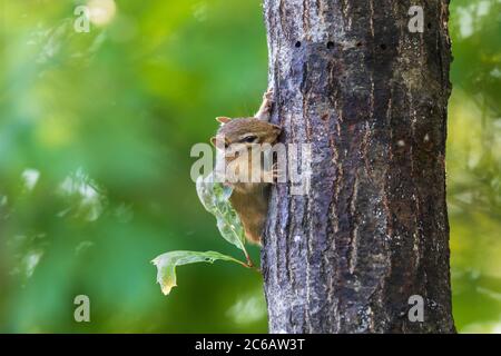 Giovane cippmunk orientale leccando il sap dell'albero nel Wisconsin settentrionale. Foto Stock