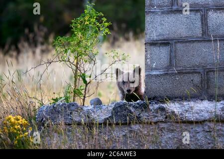 I cuccioli di orso marsicani, specie protetta tipica dell'Italia centrale. Animali selvatici nel loro habitat naturale, in Abruzzo. Foto Stock