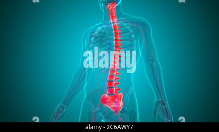 Illustrazione 3D della colonna vertebrale dello scheletro umano delle vertebre Foto Stock