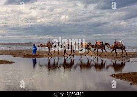 Cammello Dromedario (Camelus dromedarius) Foto Stock