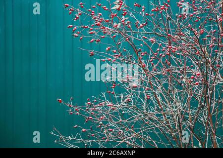 Rami con le anche di rosa nella neve. Foto Stock