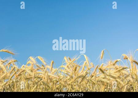 Primo piano di un campo di mais sotto il cielo blu Foto Stock