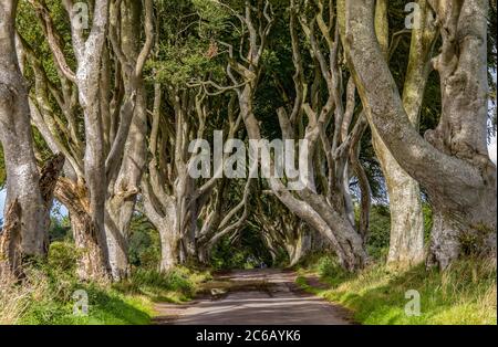 Dark Hedges - la famosa strada con l'atmosfera misteriosa, Irlanda del Nord Foto Stock