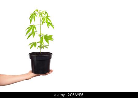 Mano che tiene la pianta di canapa o di cannabis in vaso di fiori nero isolato su sfondo bianco. Banner con spazio per la copia. Medicina alternativa o legalizzare i cannabi Foto Stock