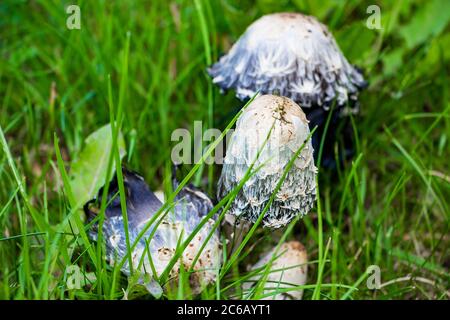 Funghi velenosi sgabello pallido nell'erba verde. Foto Stock