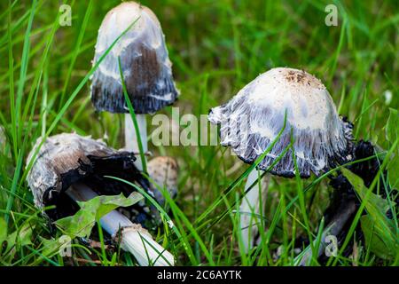 Funghi velenosi sgabello pallido nell'erba verde. Foto Stock