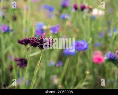 Vista orizzontale della collina del segeto di cyanus, Cap Blu Foto Stock