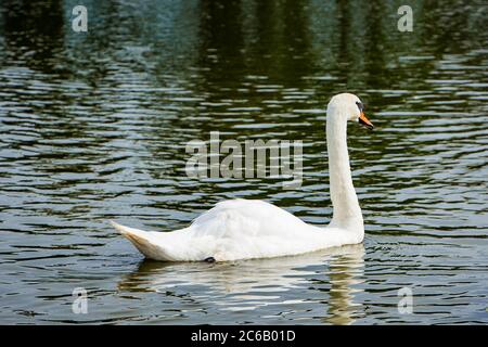 Un bel cigno bianco nuota in uno stagno in acqua limpida tra i lotuses. Foto Stock