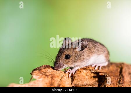 Un mouse in legno fotografato in circostanze controllate prima del rilascio. Foto Stock