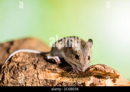 Un mouse in legno fotografato in circostanze controllate prima del rilascio. Foto Stock