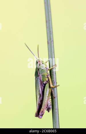 Una comune tramoggia per erba fotografata in un ambiente controllato prima del rilascio. Foto Stock