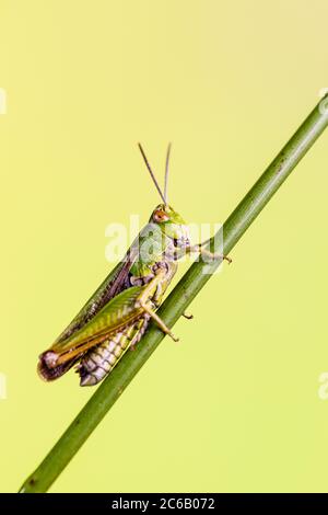 Una comune tramoggia per erba fotografata in un ambiente controllato prima del rilascio. Foto Stock