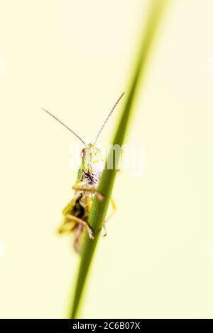 Una comune tramoggia per erba fotografata in un ambiente controllato prima del rilascio. Foto Stock