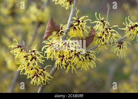 Zaubernuss Hamamelis intermedia Primavera Foto Stock