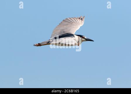 Black-Cowned Night Heron vola con le ali aperte in un cielo blu senza nuvole. Foto Stock