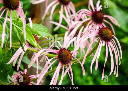 Echinacea pallida Foto Stock