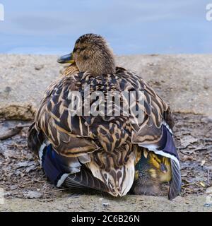Femmina Mallard Duck riposa al bordo dello stagno, mentre anatroccoli rifugio sotto. Foto Stock