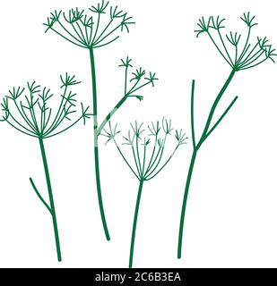 Ombrello selvatico erbe secche. Immagine vettoriale di un ramo di erba secca selvatica Illustrazione Vettoriale