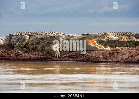 Coccodrilli del Nilo (Crocodylus niloticus) al lago Chamo / Chamo Hayk nelle nazioni del Sud, le nazionalità e la regione dei popoli dell'Etiopia meridionale, Africa Foto Stock