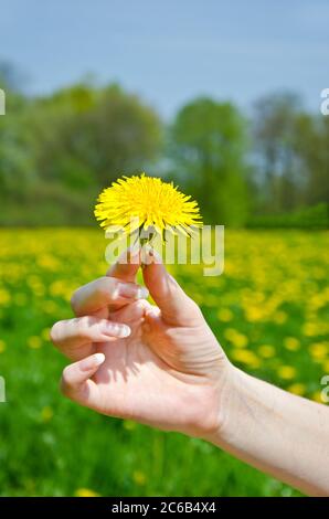 Mano femminile che tiene il fiore giallo del dente di leone sul prato verde Foto Stock