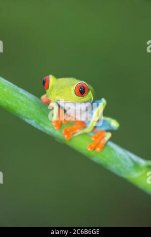 Rana di alberi dagli occhi rossi (Callicidrias di Agalychins) su gambo verde, Sarapiqui, Costa Rica, America Centrale Foto Stock