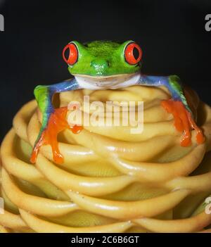 Rana di alberi dagli occhi rossi (Callicidrias di Agalychins) su fiore giallo, Sarapiqui, Costa Rica, America Centrale Foto Stock