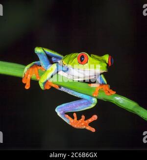 Rana di alberi dagli occhi rossi (Callicidrias di Agalychins) su gambo verde, Sarapiqui, Costa Rica, America Centrale Foto Stock