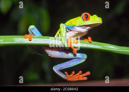 Rana di alberi dagli occhi rossi (Callicidrias di Agalychins) su gambo verde, Sarapiqui, Costa Rica, America Centrale Foto Stock