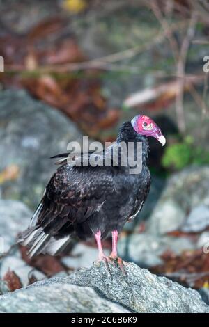 Turchia Vulture (Cathartes Aura). Parco Nazionale Manuel Antonio, Provincia di Puntarenas, Costa Rica, America Centrale Foto Stock