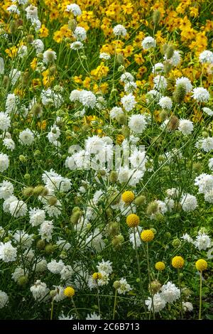 Cefalaria Gigantea bianca 'Alba' coreopsis Foto Stock