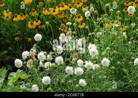 Cefalaria Gigantea bianca 'Alba' Sneezeweed Foto Stock