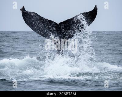 Megattere (Megaptera novaeangliae), lobing di coda nel Monterey Bay National Marine Sanctuary, California, Stati Uniti d'America, Nord America Foto Stock