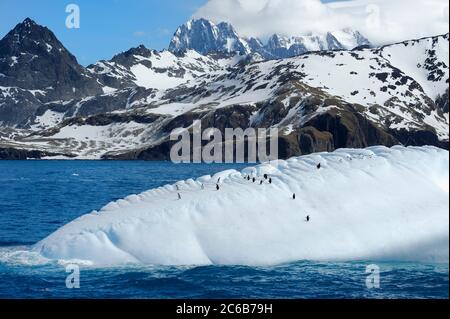 Pinguini Gentoo (Pigoschelis papua) su un iceberg galleggiante, il fiordo di Drygalski, la Georgia del Sud e le isole Sandwich, Antartide, regioni polari Foto Stock