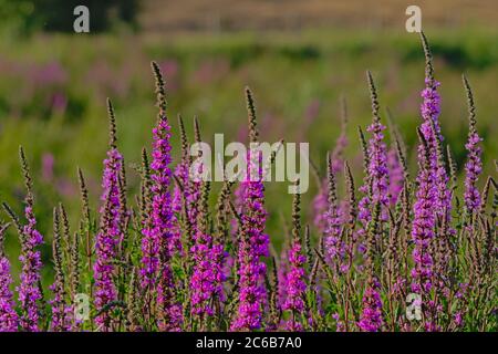 Molti fiori viola mosancarsi, fuoco selettivo - Lythrum salicaria Foto Stock