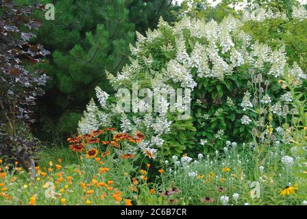 hortensie Hidrangea, Hortensie, hortensia paniculata Kyushu Foto Stock hortensie Hidrangea, Hortensie, hortensia paniculata Kyushu Foto Stock
