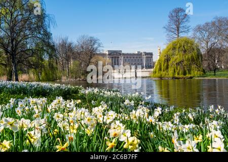 Vista di Buckingham Palace in primavera da St. James's Park, Londra, Inghilterra, Regno Unito, Europa Foto Stock