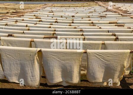 Fogli di gomma freschi fatti ad una piantagione di gomma vicino Myeik (Mergui), Myanmar (Birmania), Asia Foto Stock