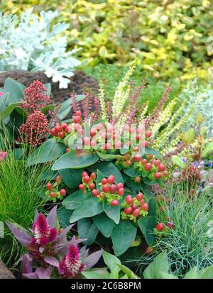 Herbstbepflanzung, Johanniskraut Hypericum × inodorum MAGICA STELLA ROSSA Foto Stock