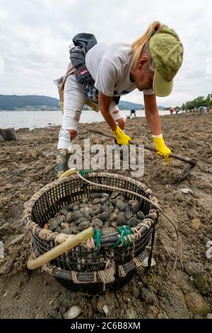 Cestino pieno di molluschi raccolti da una donna durante la bassa marea su una spiaggia di Redondela, Pontevedra, Galizia, Spagna, Europa Foto Stock